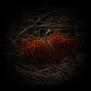 Meet your Posher, Roman